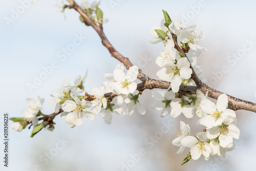 White plum blossoms with selective focus on the forground flowers on a soft airy background © Kelly