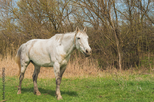 a horse of light color is grazing in the spring on green grass in the countryside