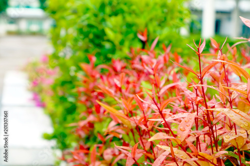 young red leaves of top christina decorate plant in garden