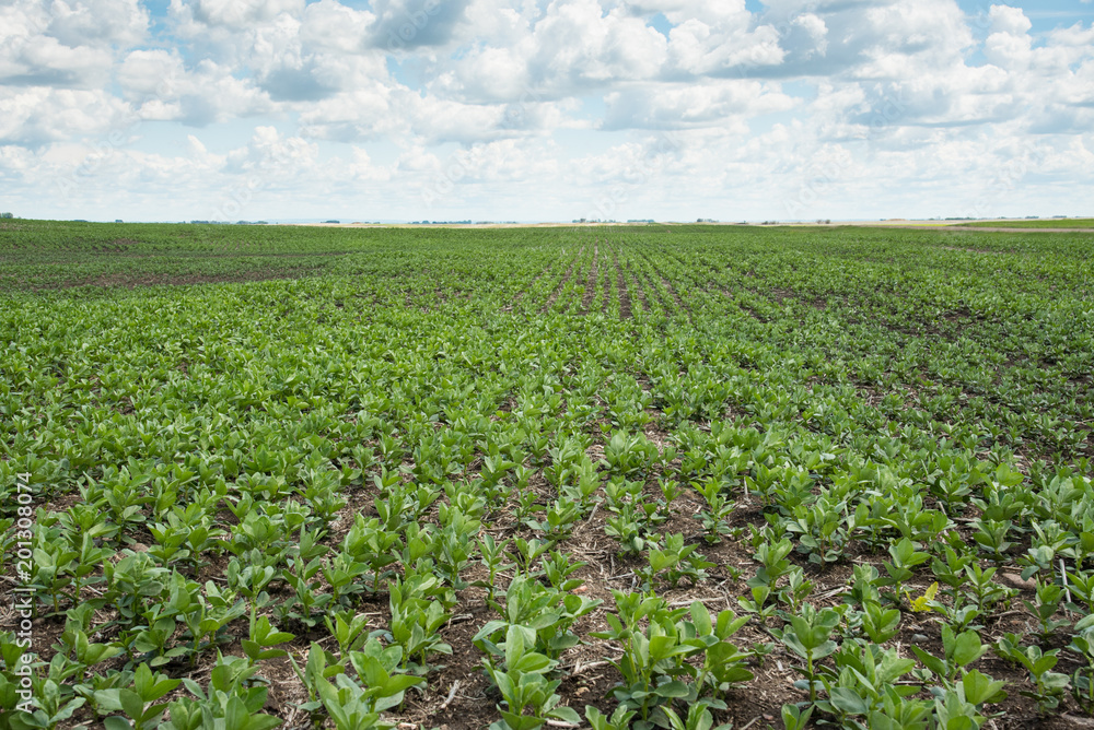 Agriculture field of young faba beans in Saskatchewan