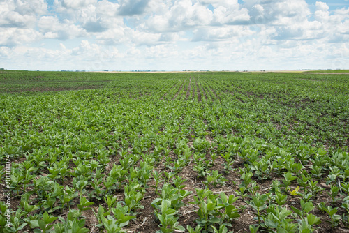 Agriculture field of young faba beans in Saskatchewan