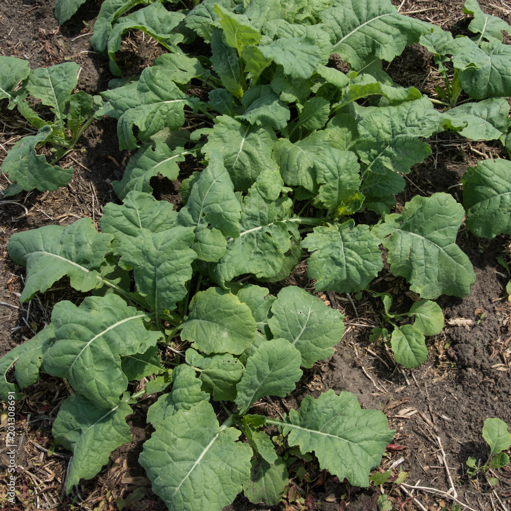 Young canola plants in a field Young canola plants in a field