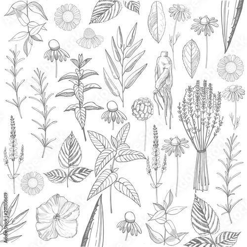 Herbal plants. Plants for natural cosmetics. Organic cosmetics background. Vector background
