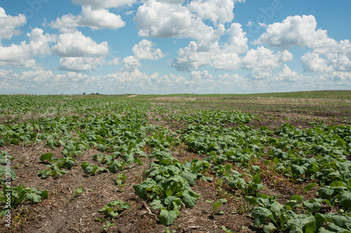 Photos Patchy canola field showing second emergence after a badly needed rain in Saskat