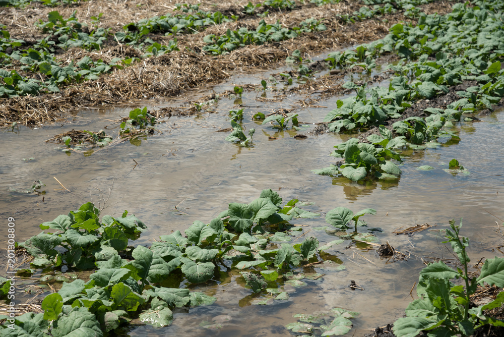 A young canola field flooded after heavy rains. A young canola field flooded after heavy rains.
