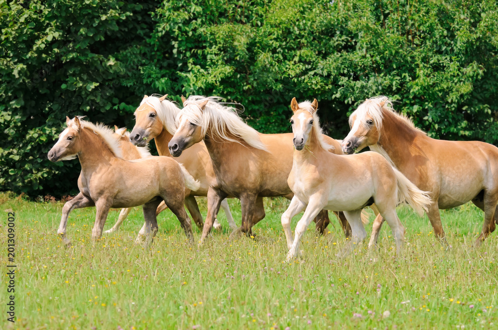 Haflinger horses, mares with foals running across a meadow