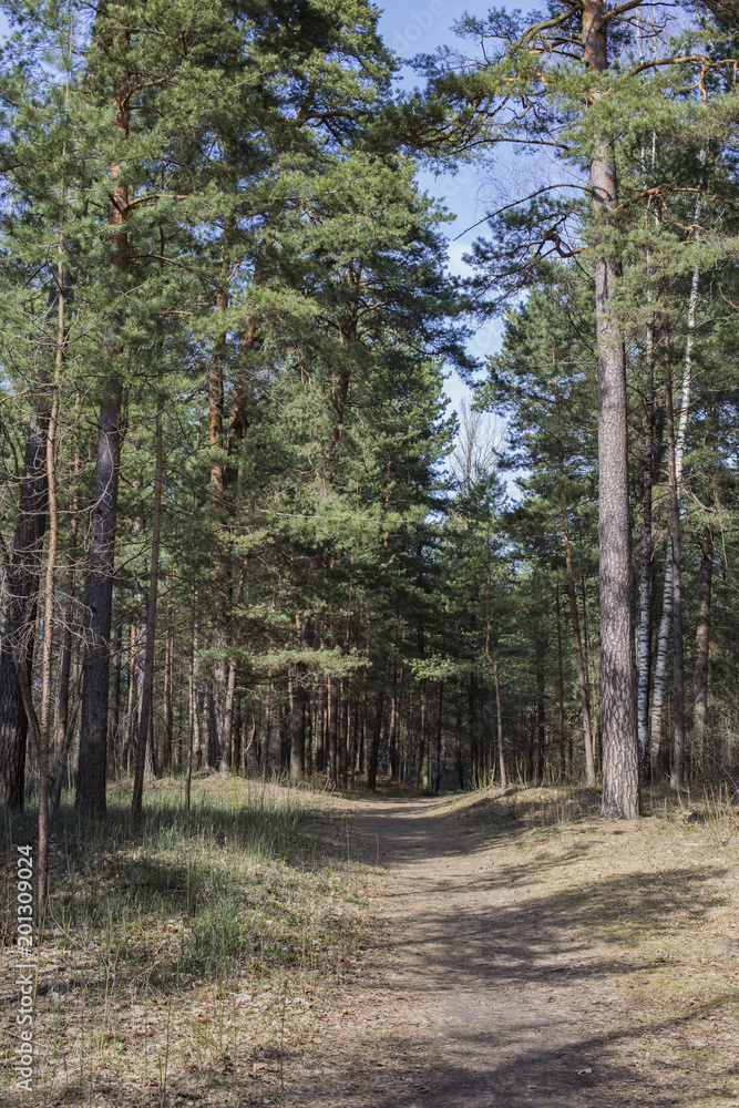 Obraz premium path in the forest in the spring