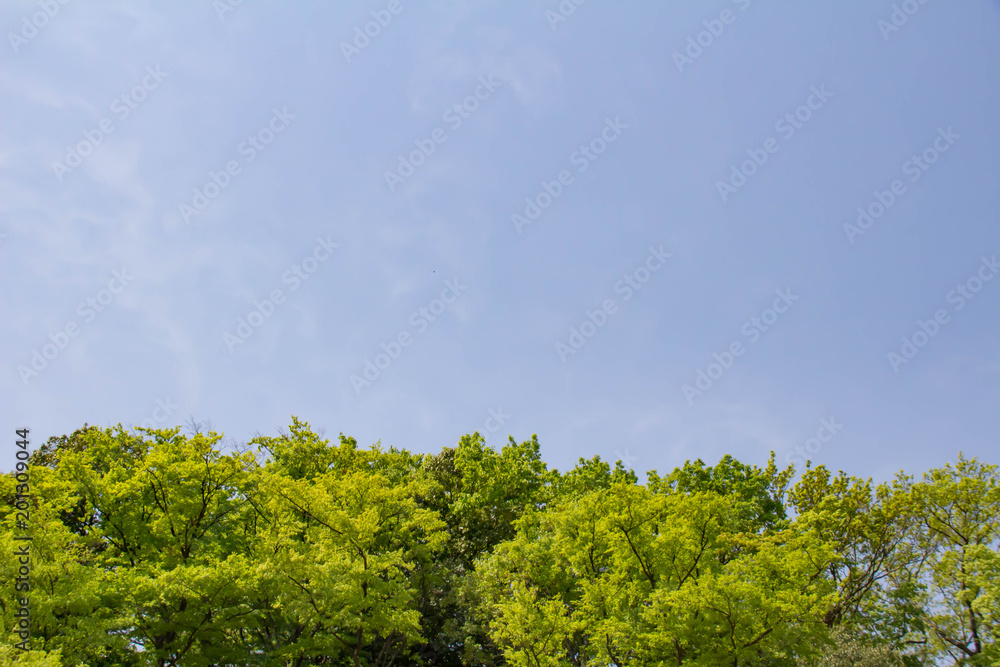 新緑木々と青空
