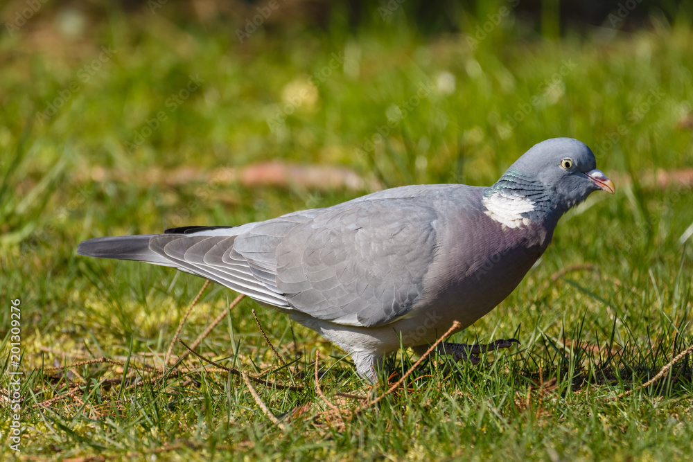 Common wood pigeon looking for food in a field Common wood pigeon looking for food in a field