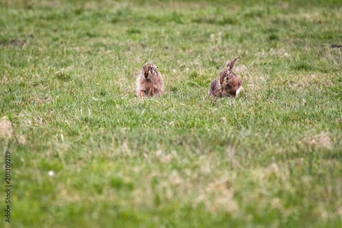 A pair of european hares sitting in a field © Thorsten Spoerlein