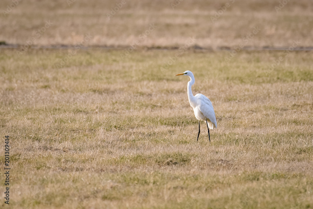 Obraz premium Great white egret looking for food in a field