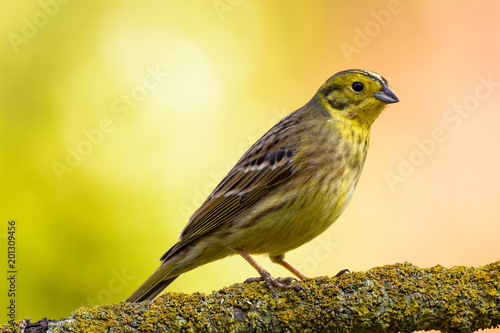 Yellowhammer sitting on a branch in front of a bright background