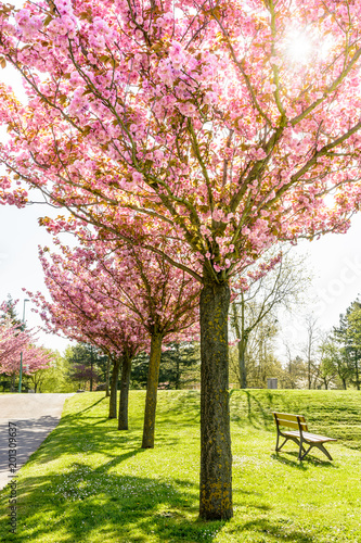 A row of blossoming Japanese cherry trees in the french public park of Tremblay, in the suburbs of Paris, with a paved road and a bench.