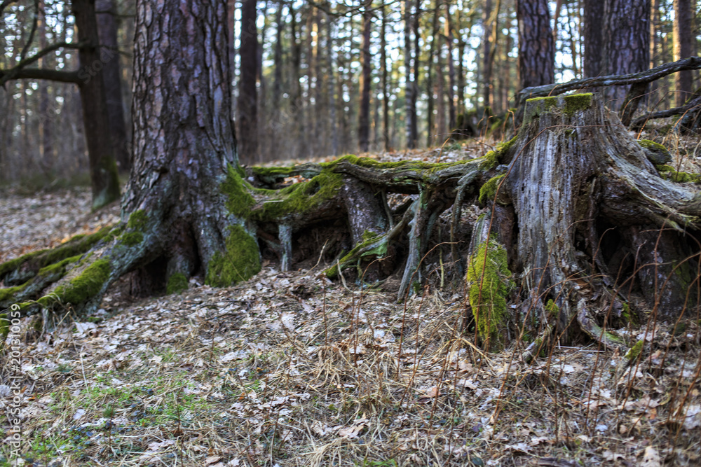 stump in the moss and trees in the spring forest