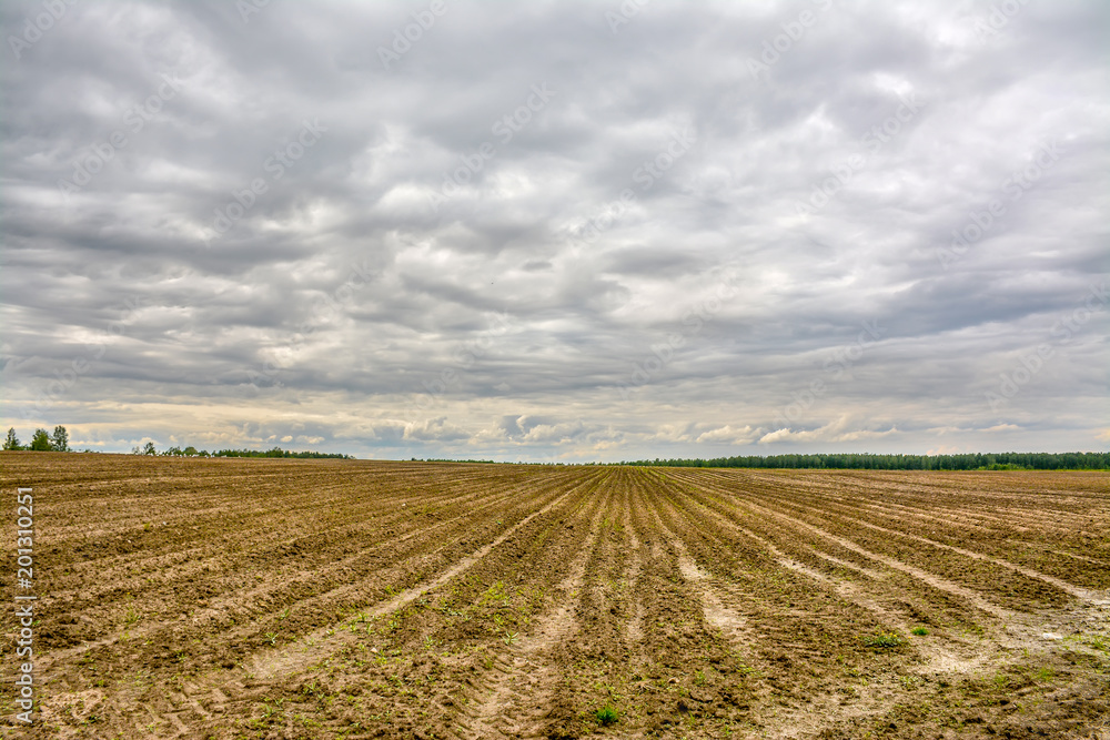 Agricultural field planted with potatoes.  Formed by the technique of furrows for planting.