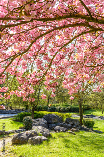 A group of rocks in the public park of Tremblay in the suburbs of Paris, France, with the falling branches of a blossoming Japanese cherry tree in the foreground on a sunny spring day.