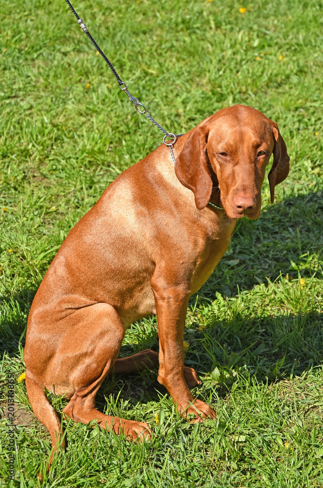 Young vizsla dog sits on the grass