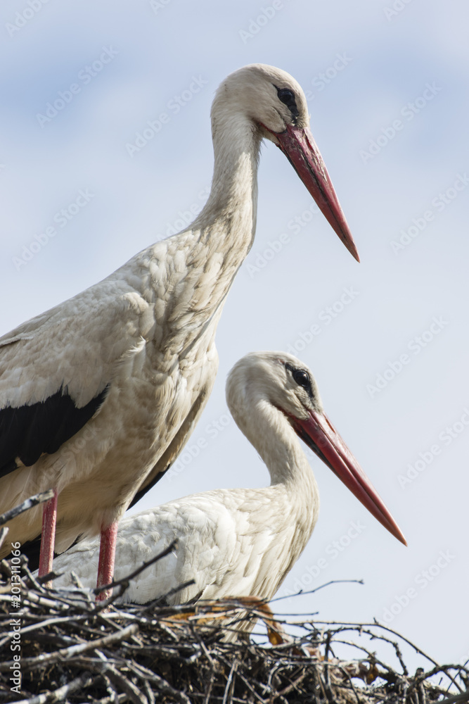 Fototapeta premium White stork on the nest.