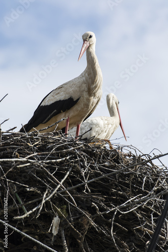 White stork on the nest.