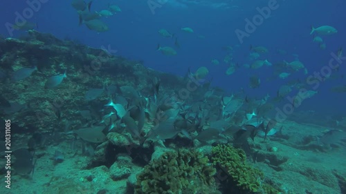 Wallpaper Mural Coral reef scenics of the Sea of Cortez, Baja California Sur, Mexico.  Torontodigital.ca