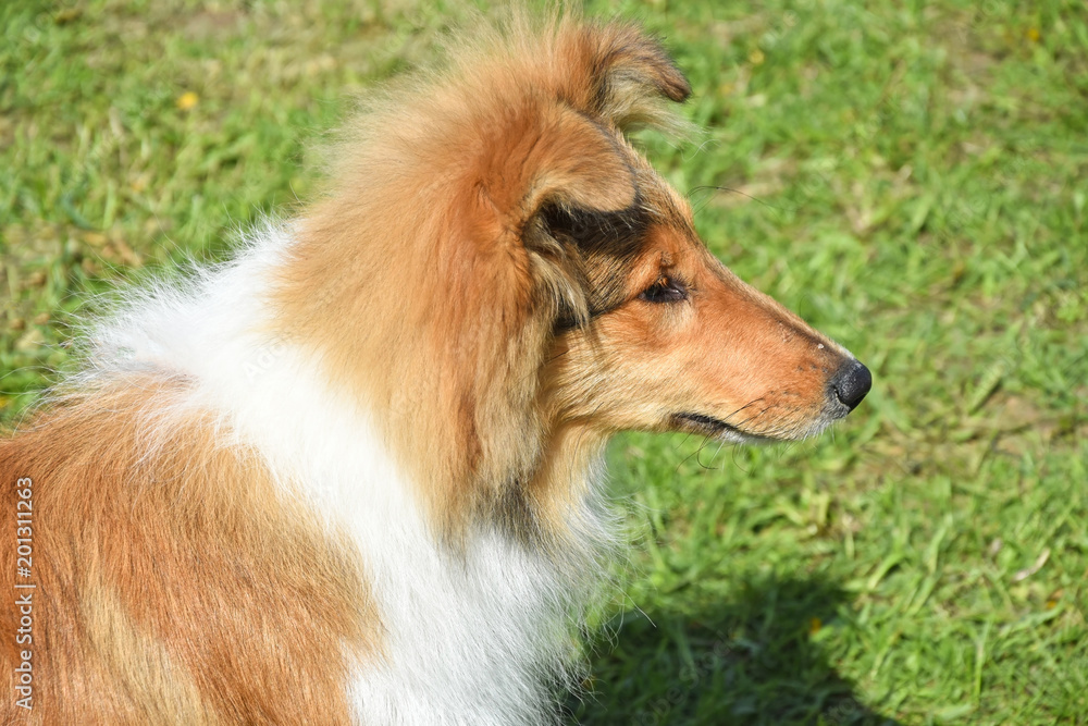 Scottish shepherd dog Scottish shepherd dog