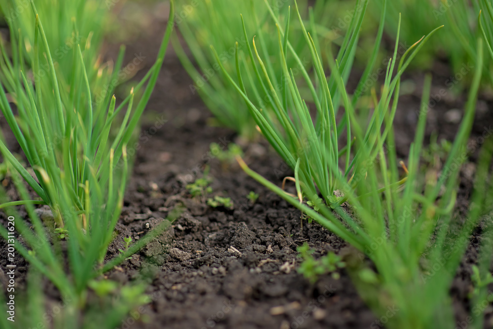Rows of green onions in the garden. Green juicy plants Rows of green onions in the garden. Green juicy plants