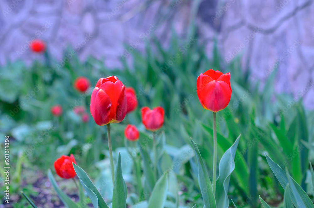 Fototapeta premium Red tulip on a flowerbed in garden