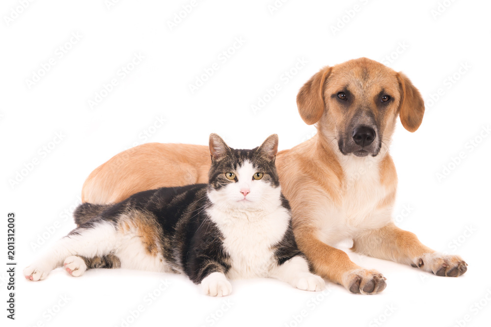 Cat and dog lying peacefully together. Looking at camera. Against white background. Cat and dog lying peacefully together. Looking at camera. Against white background.