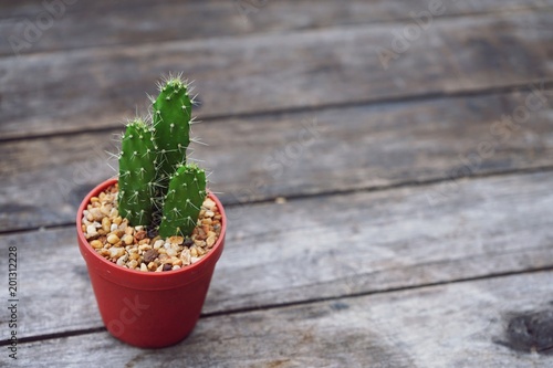 Various succulent pot plant for home decoration