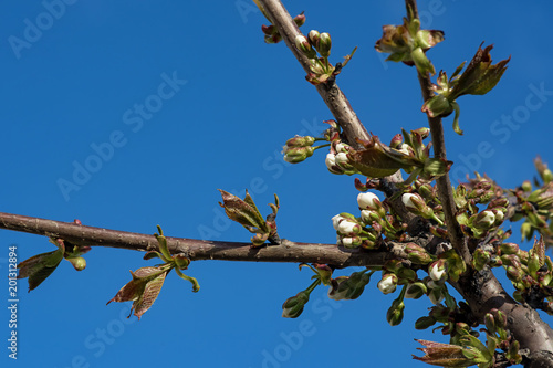 Flowering branch of cherry blossoms against the blue sky © Maryana