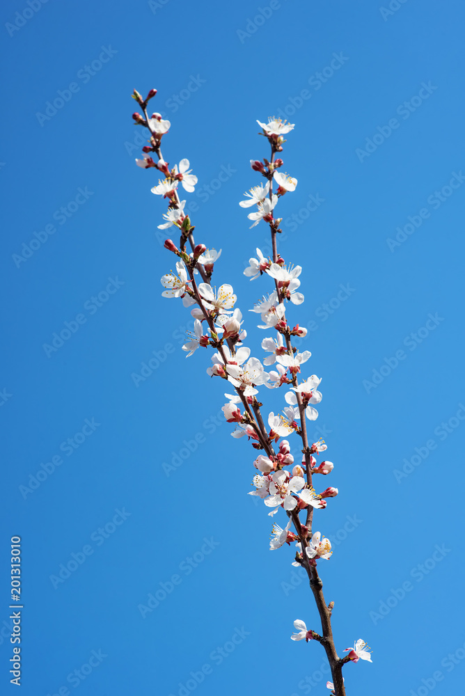 Flowering peach branch on blue sky background Flowering peach branch on blue sky background