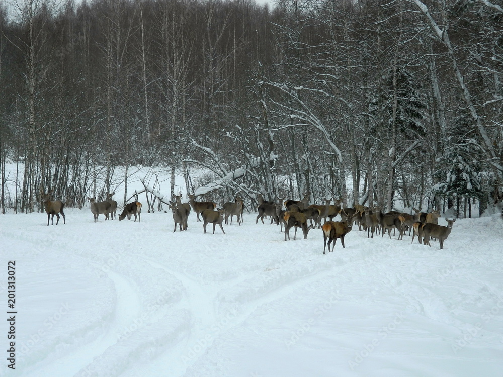 A large herd of European red deer and fallow deer in a forest glade in winter.