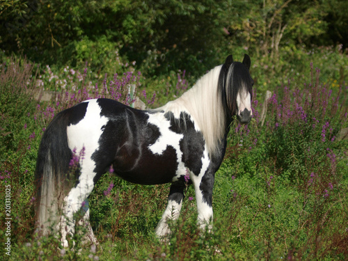 Cuadro en lienzo Pony In Flowers