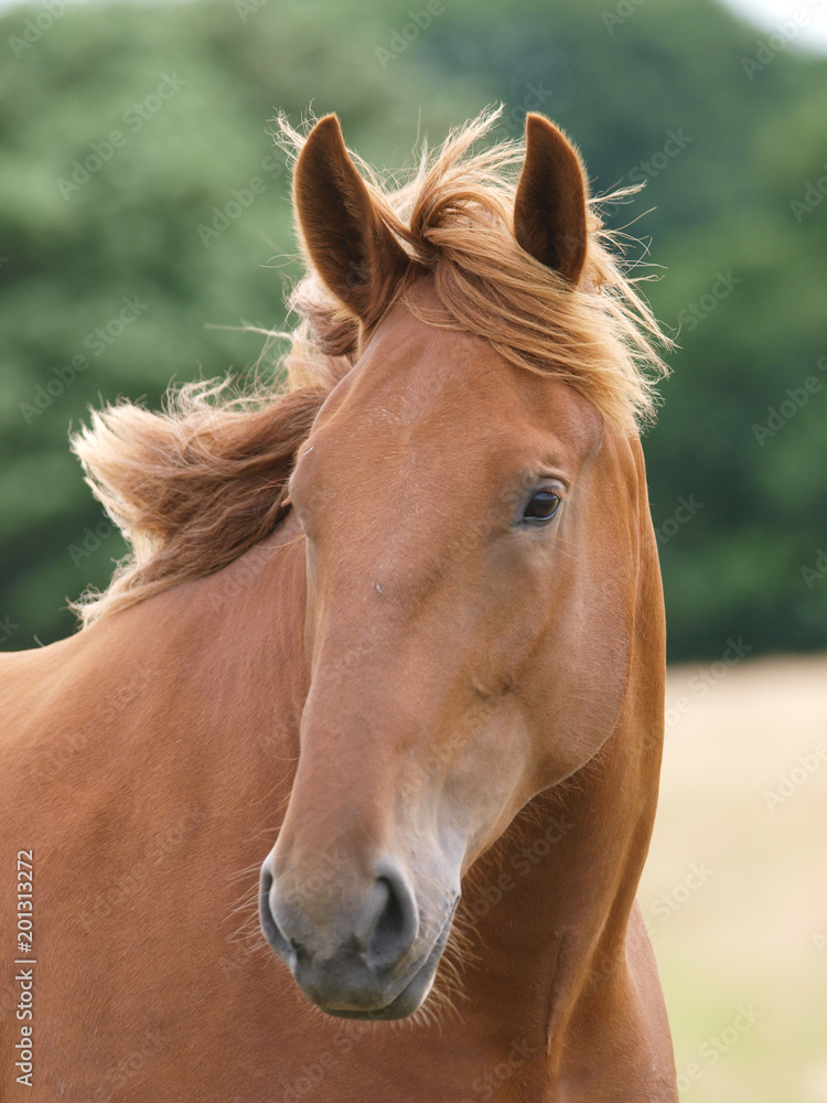 Naklejka premium Single Horse Head shot