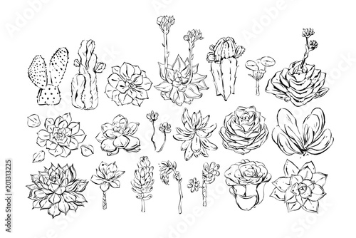 Hand drawn vector abstract ink graphic brush textured sketch drawing big collection set with succulent and cactus flowers isolated on white background.Wedding and Birthday decoration elements