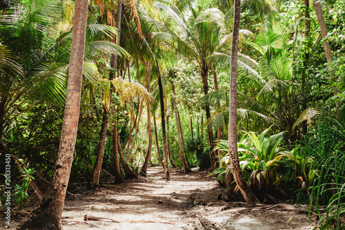 Tropical jungle with tall green palm trees