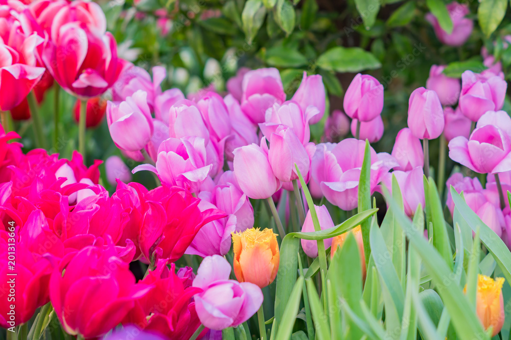 Fototapeta premium multicolored field of blooming tulips in spring garden