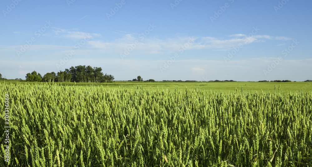 Bright blue sky above a green wheat field on a sunny day in Saskatchewan