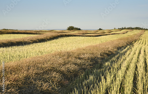 Rows of recently cut canola or rapeseed swaths cure before the combine harvests them