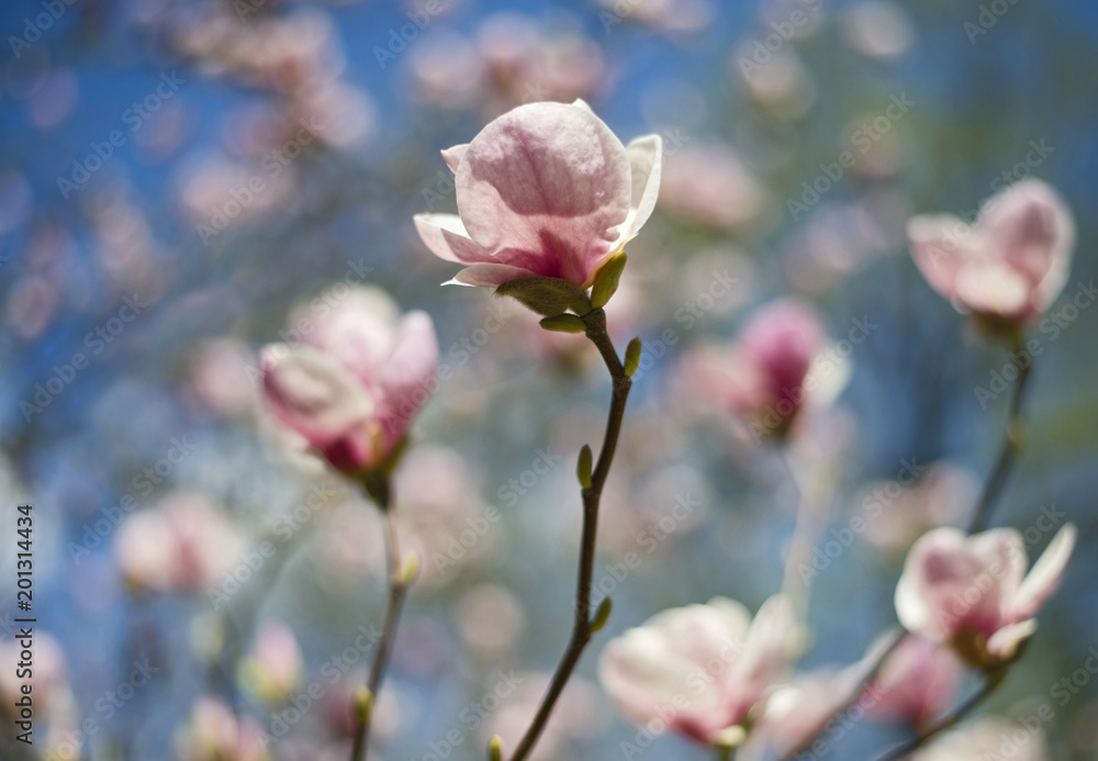 Amazing pink magnolia flowers on the magnolia tree in the spring season. Blue sky and other flowers background. Amazing pink magnolia flowers on the magnolia tree in the spring season. Blue sky and other flowers background.