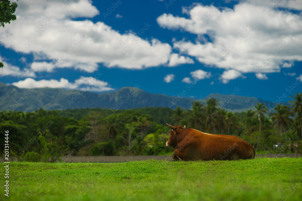 brown cow grazing on meadow in mountains in summer sunny day brown cow grazing on meadow in mountains in summer sunny day