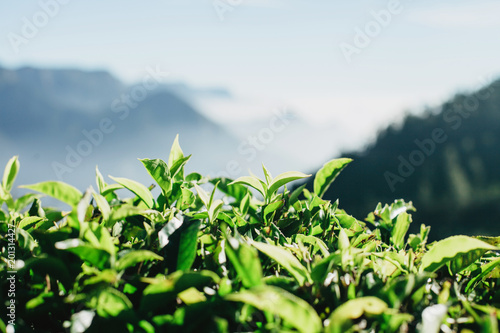 Green fresh leaves on tea plantations in Munnar  India. Close-up