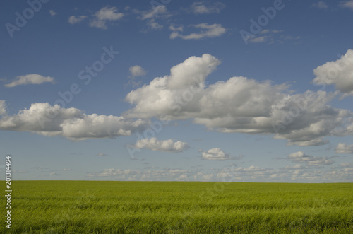 A rural scene of a ripening canola or rapeseed field with white fluffy clouds in a blue sky overhead