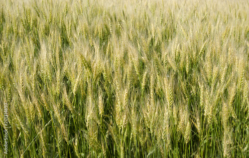 Ripening crop of wheat on a farm in rural Saskatchewan © Kelly
