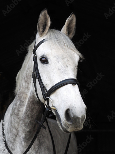 Horse in Bridle Headshot