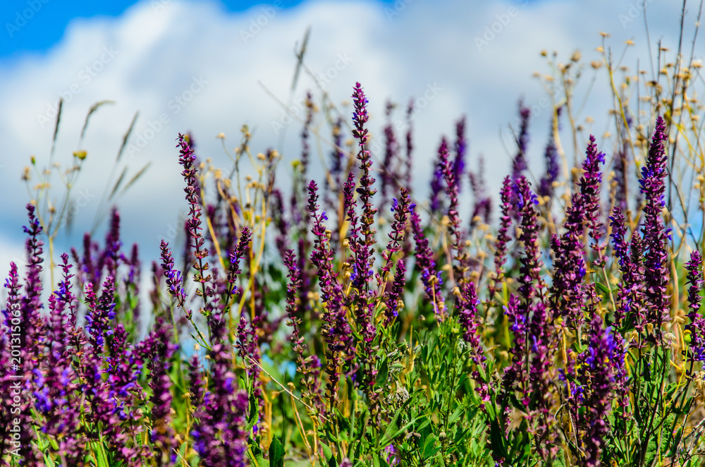 Fototapeta premium Szałwia kwitnie na łące latem