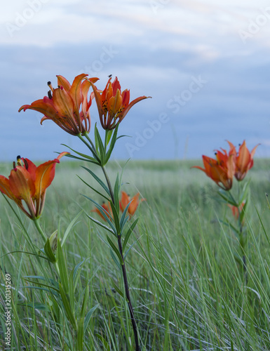 The western red lily is Saskatchewan's provincial flower