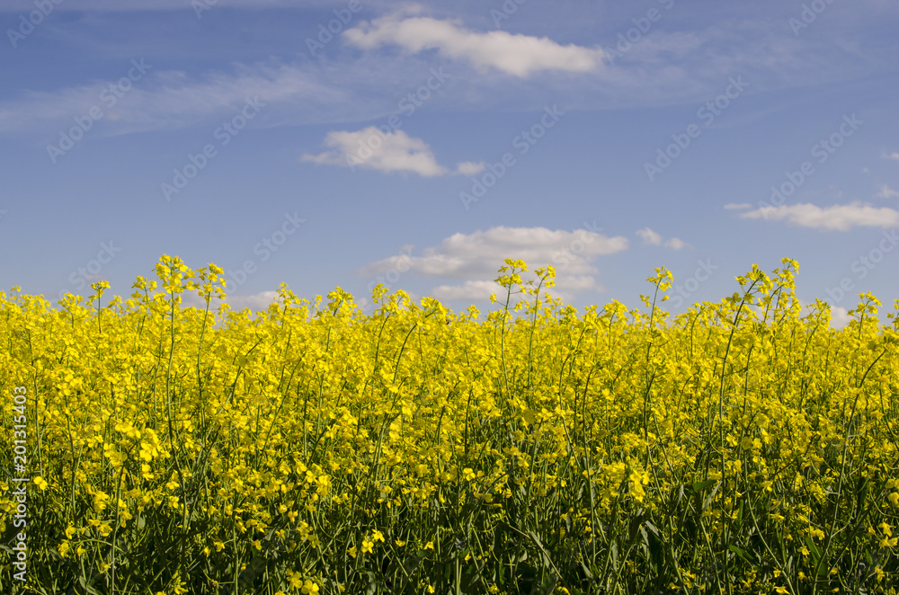 Blooming Canola or rapeseed in an agricultural field in Saskatchewan with areas to superimpose text Blooming Canola or rapeseed in an agricultural field in Saskatchewan with areas to superimpose text