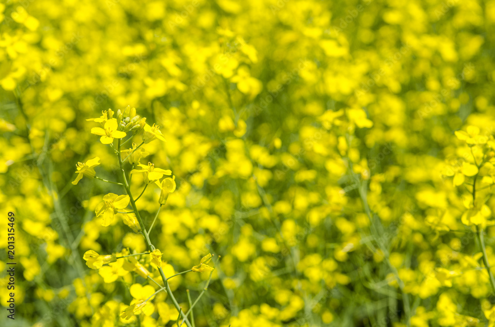 Close up of canola blossoms with selective focus Close up of canola blossoms with selective focus