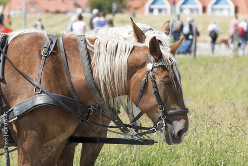 Ostfriesland, Juist, Pferde eines Pferdewagens auch Kremser genannt.